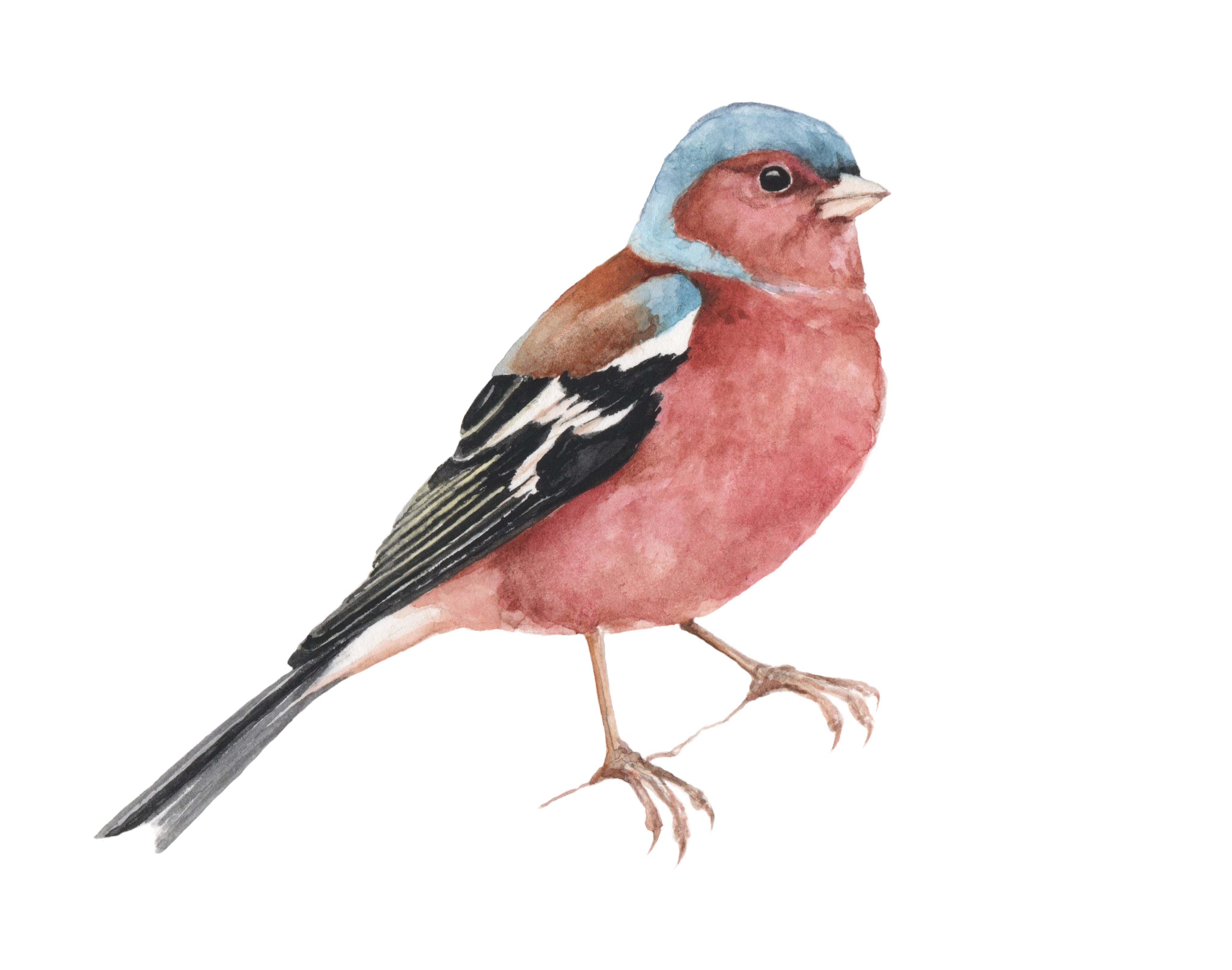 <b>2020 - vink